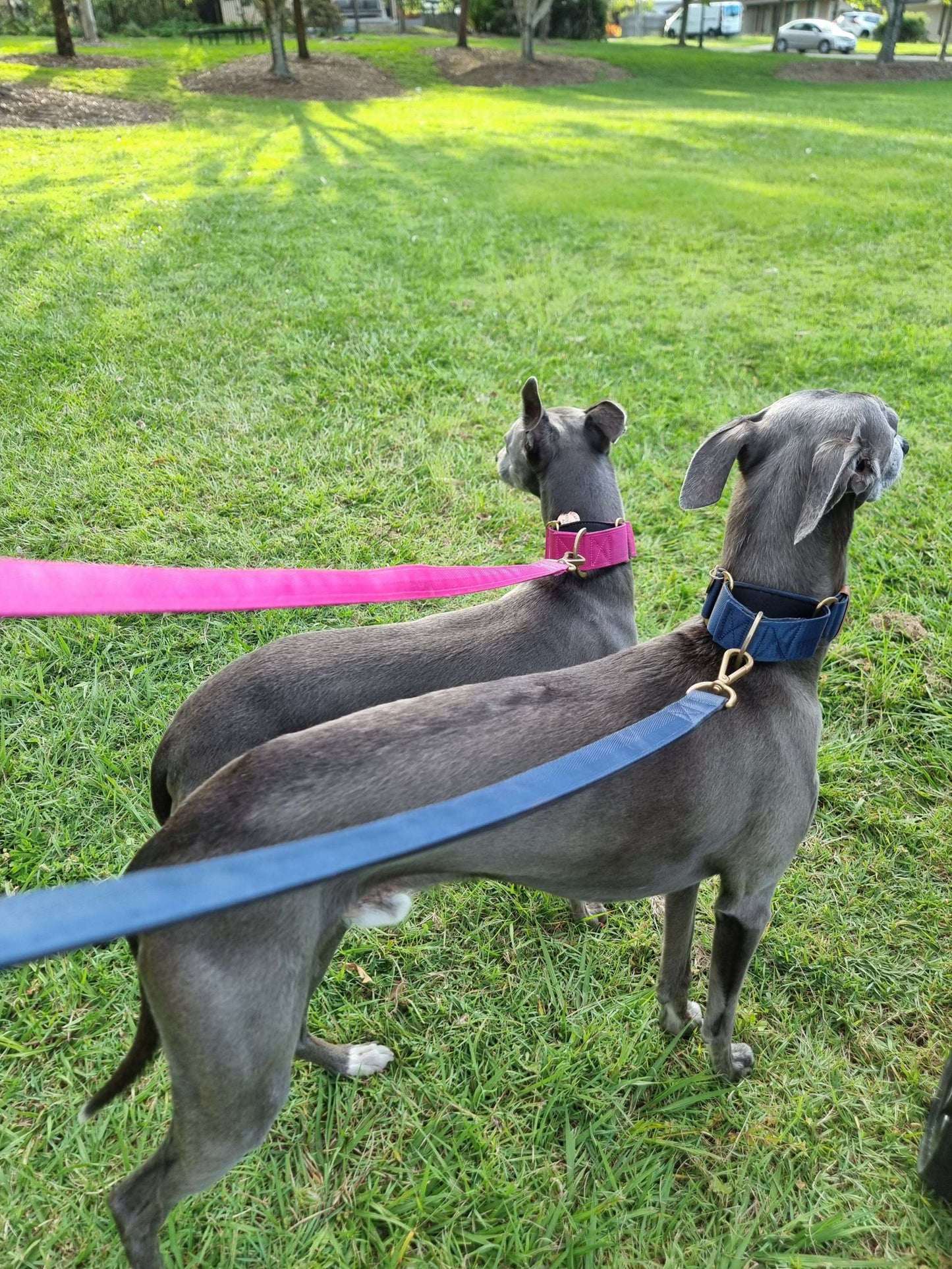 Blue dog leashes