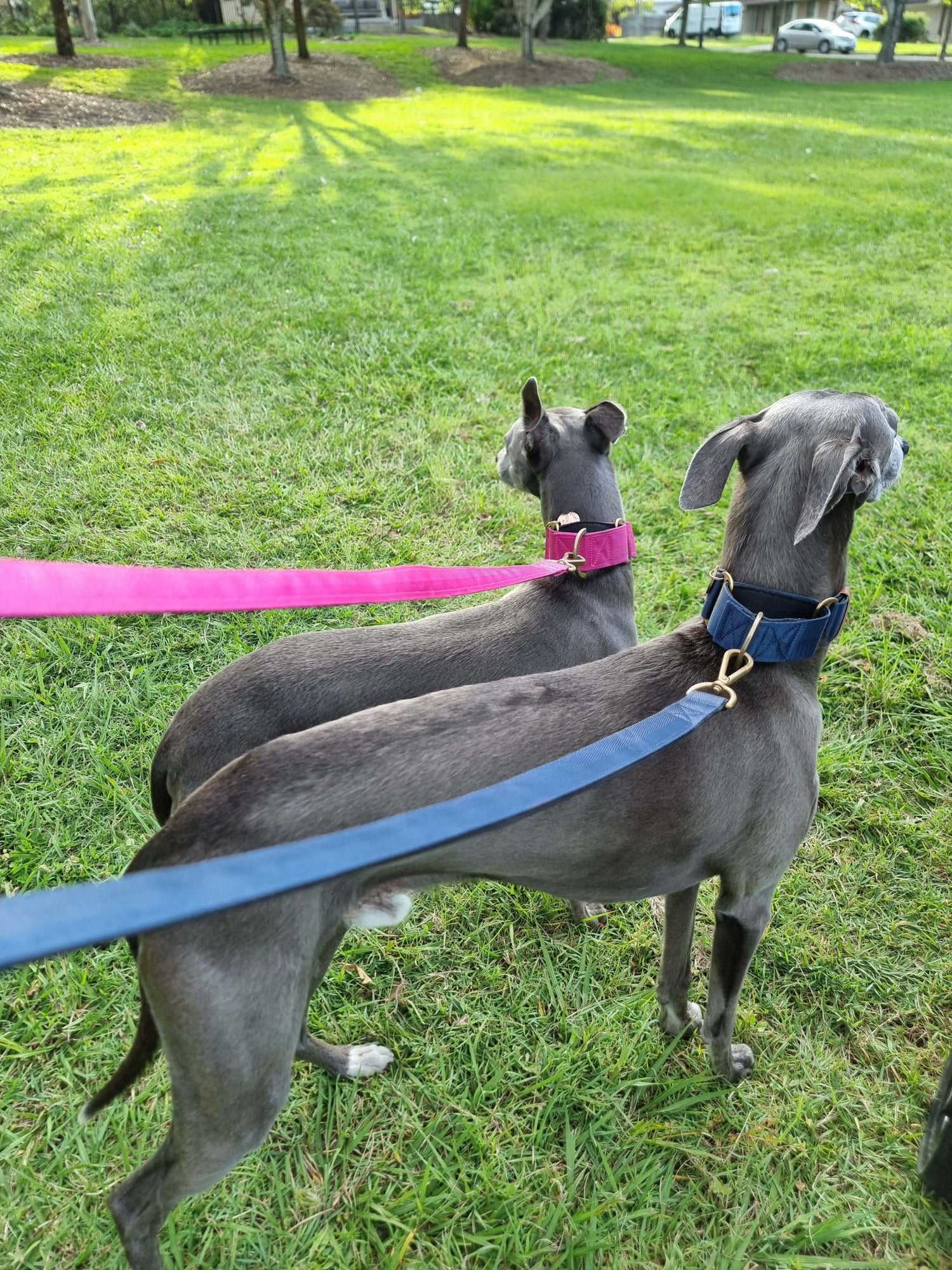 Blue dog leashes
