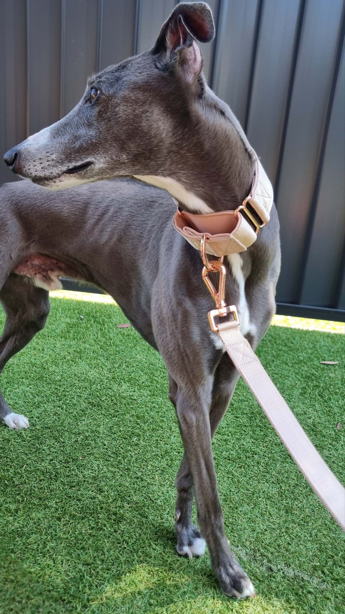 Luxury whippet collars 