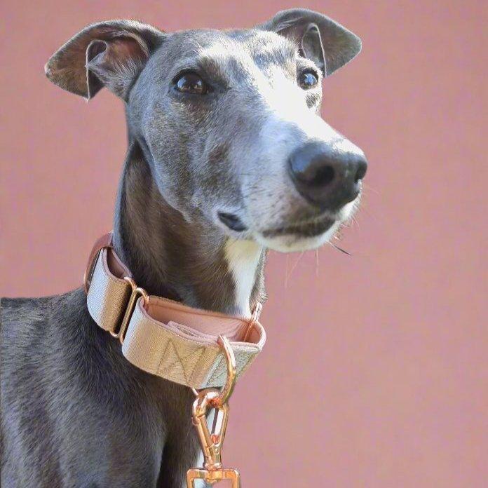 Beige whippet collar 
