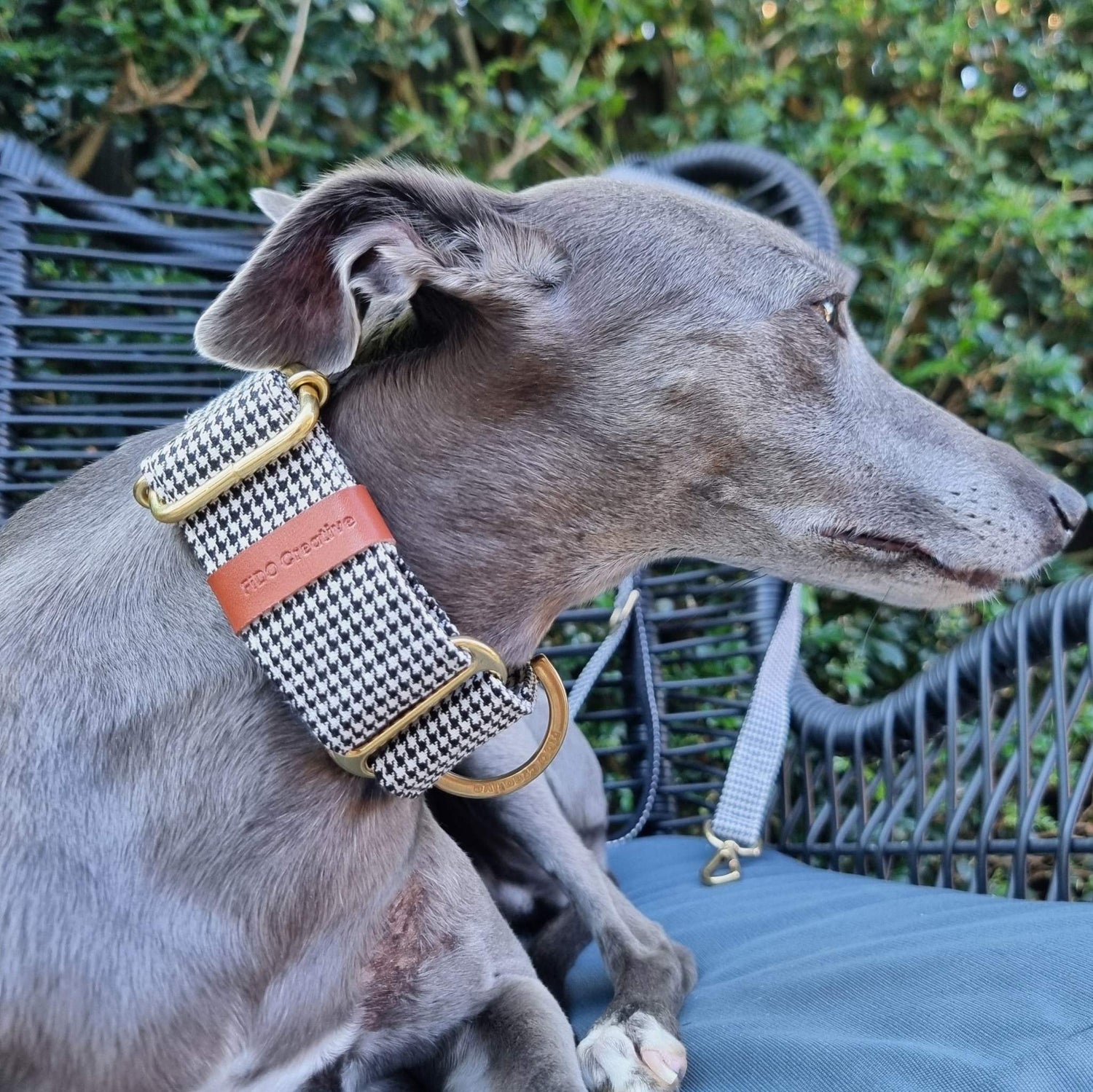Houndstooth whippet collar