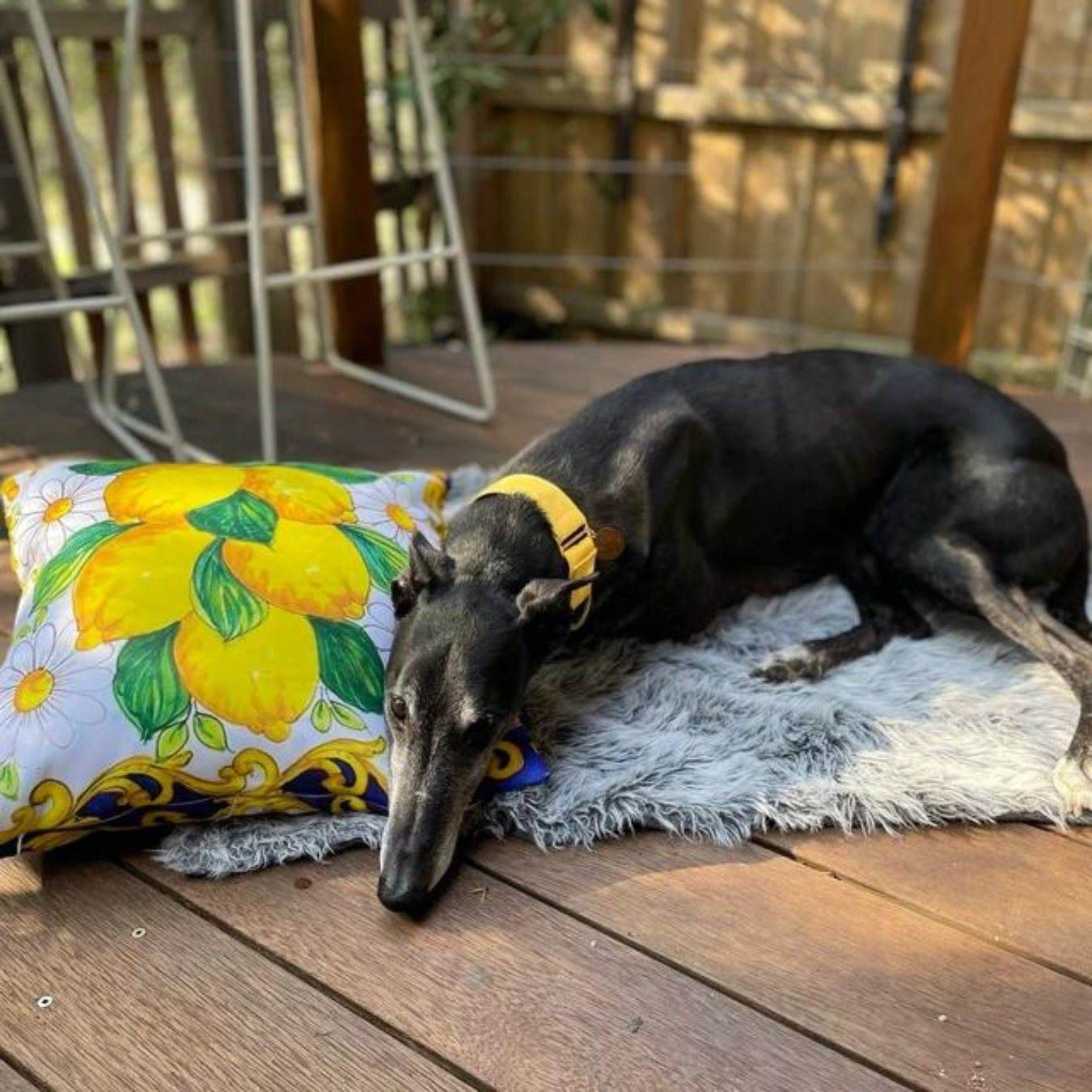 Yellow greyhound collar 