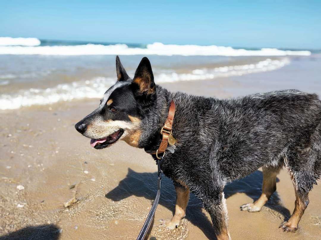 Bluehealer collar