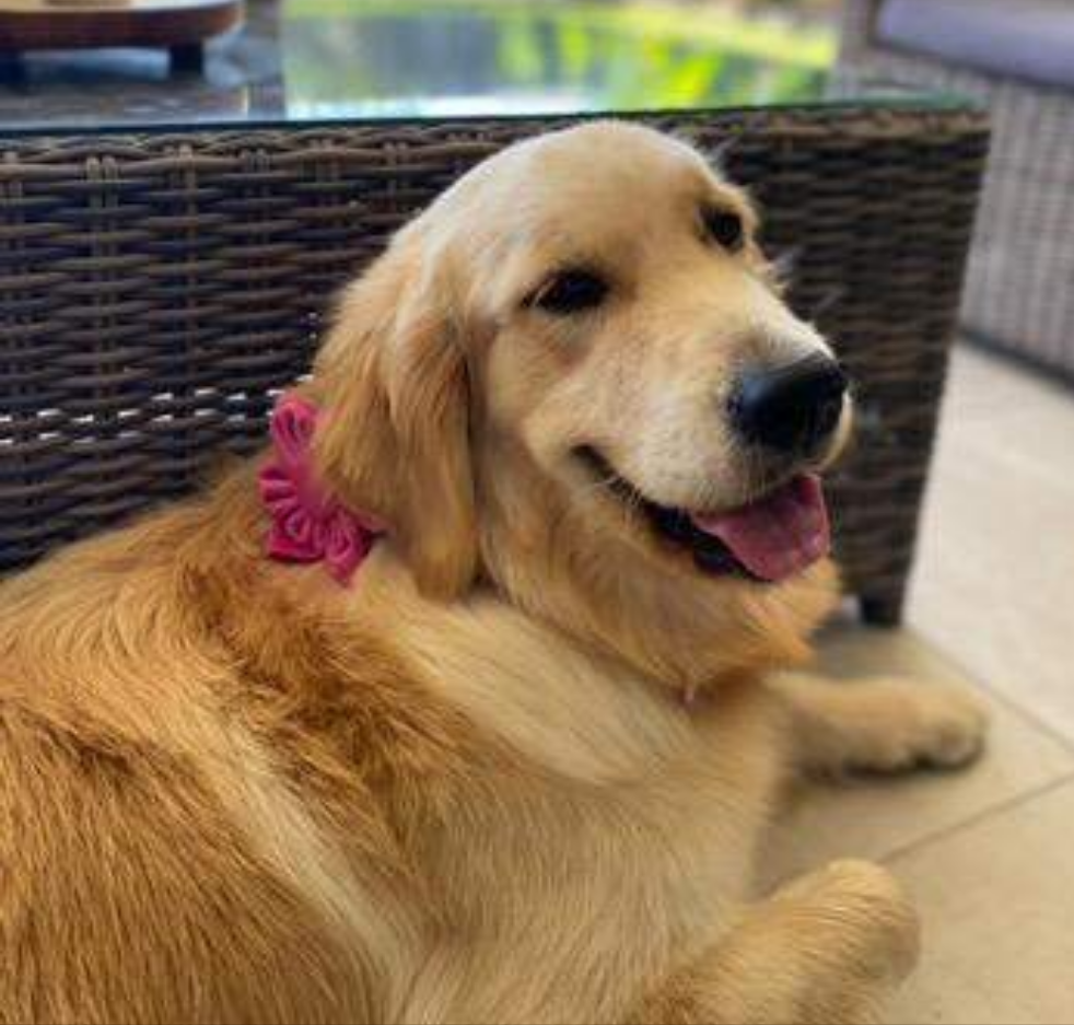 Labradore flower collar