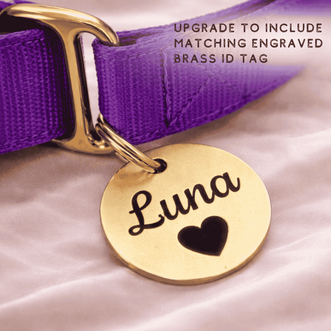 A purple dog collar with a gold-colored identification tag that says "Luna" and has a heart symbol.