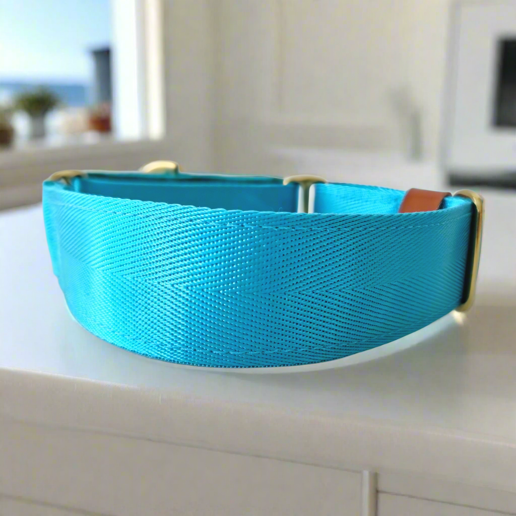 Bright blue dog collar