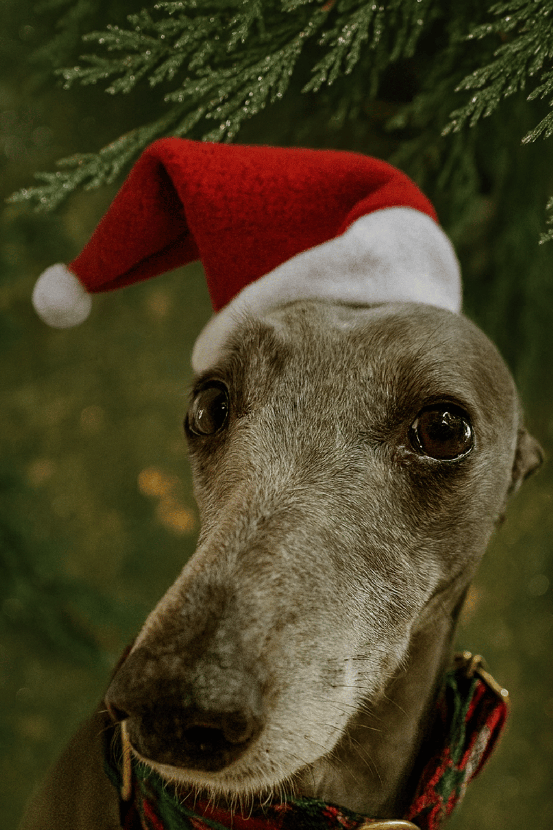 Whippet santa costume 