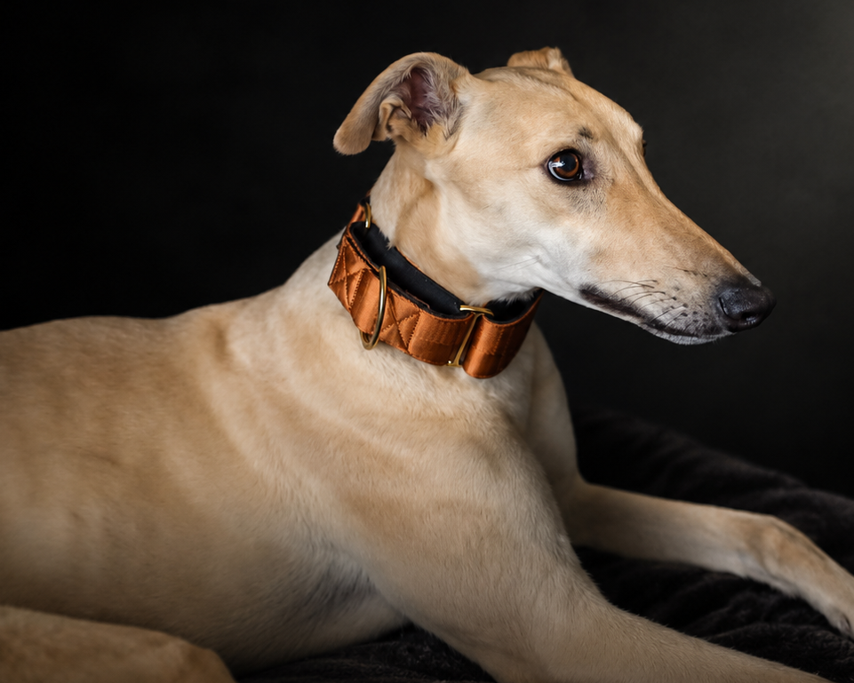 Greyhound wearing brown collar