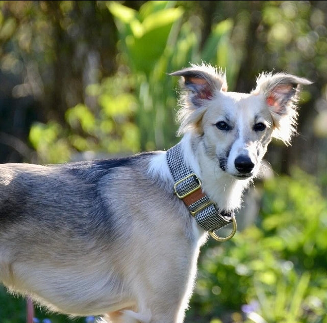 Silky dog collar 