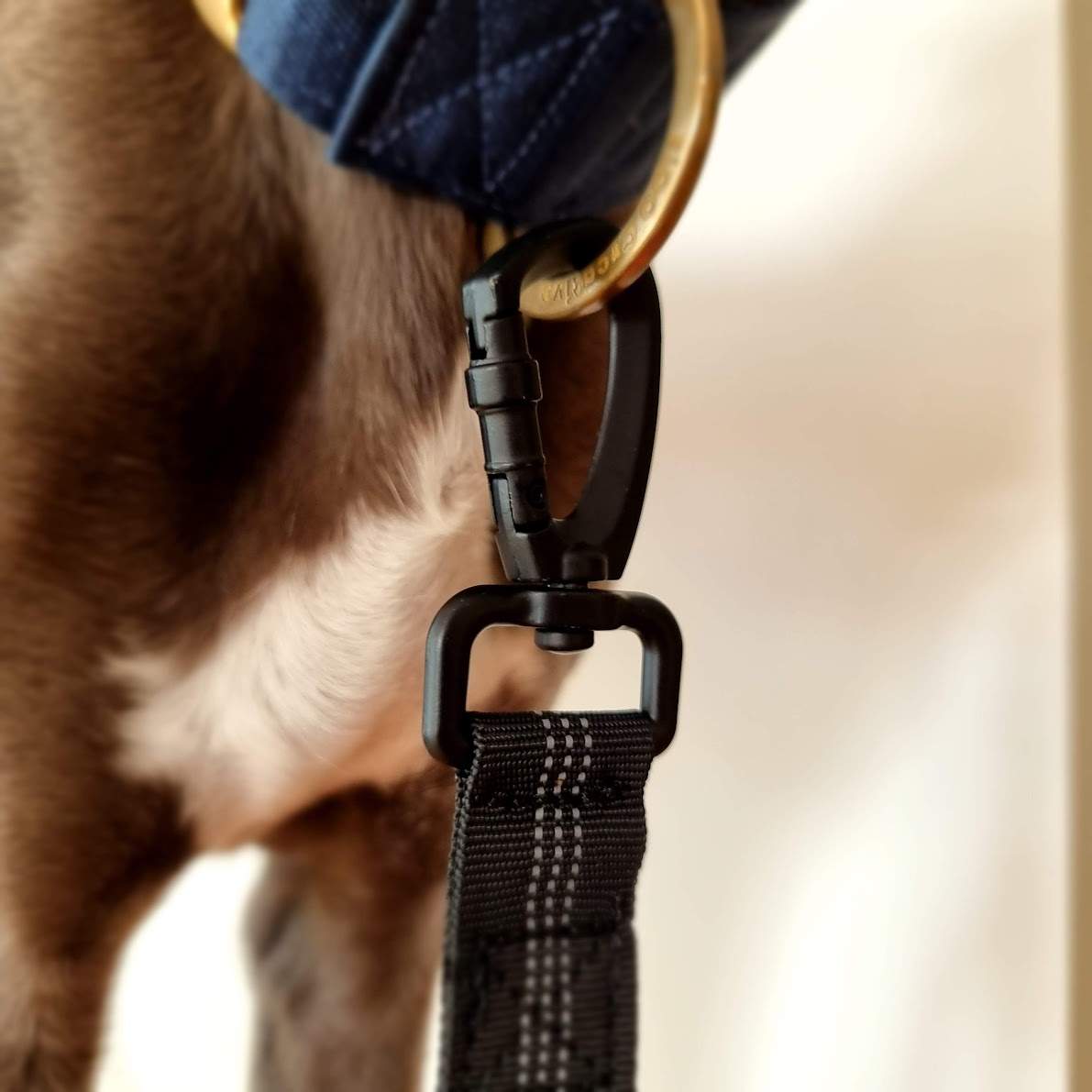 best dog leash for training